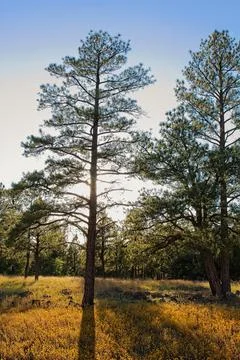 Backlit pine trees casting a shadow across a field. Stock Photos