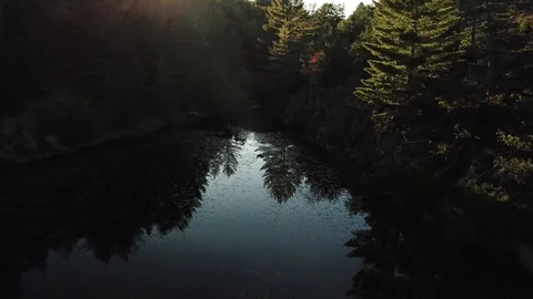 Backlit pine trees Stock Footage 86661451