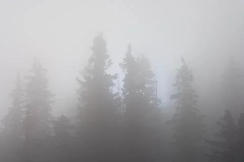 Backlit pine trees in mist, monochrome, balck and white Stockfoto's