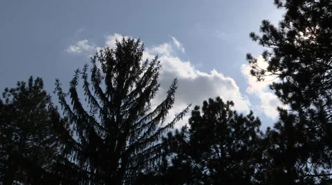 Backlit Pine Trees with Nature Sounds Stock Footage 49716493