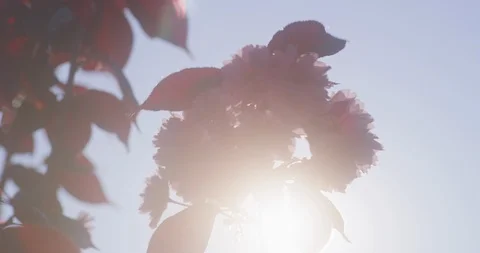 Backlit pink cherry blossom at sunset in 8K Stock Footage 117208201