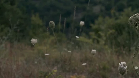 Backlit plant Stock Footage 113633106