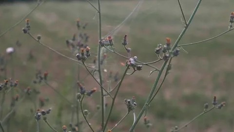 Backlit plant Stock Footage 113633109