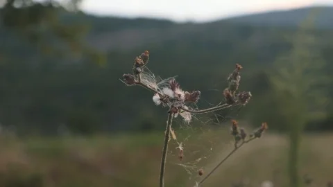 Backlit plant Stock Footage 113633110
