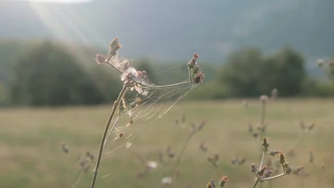 Backlit plant Stock Footage 113633117