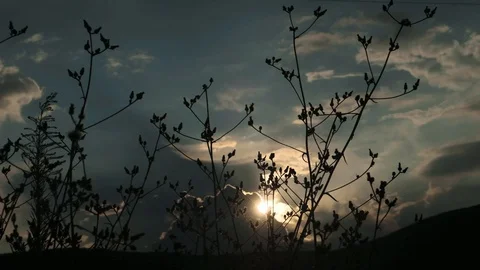 Backlit plant Stock Footage 113633124