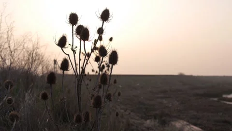 Backlit plants in breeze 스톡 동영상 233428415