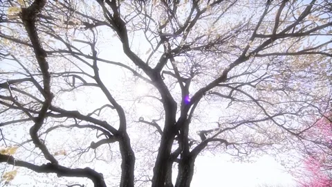 Backlit Plum Tree (Soft Effect) Stock Footage 332546261