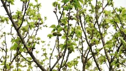 Backlit plum tree in the spring with growing plums on it, 4K Stock Footage 74027747