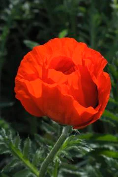 Backlit poppy Stock Photos