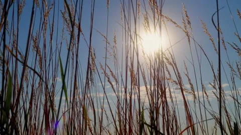 Backlit prairie grass blowing in the wind Stock-Footage 345531005