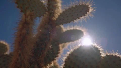 Backlit Prickly Pear Cactus Stock Footage 341839298