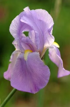 Backlit purple bearded iris flower Stock Photos