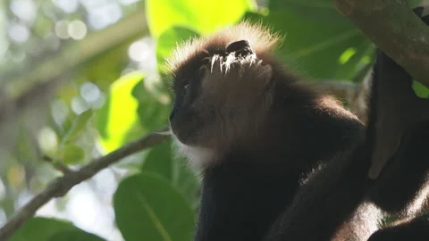Backlit purple-faced langur monkey resting on a tree branch Stock-Footage 340642742