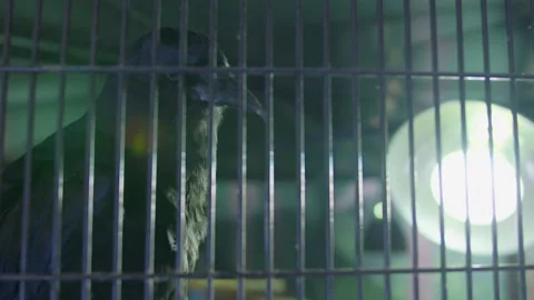 A backlit raven in cage looking around the room Stock Footage 262798372