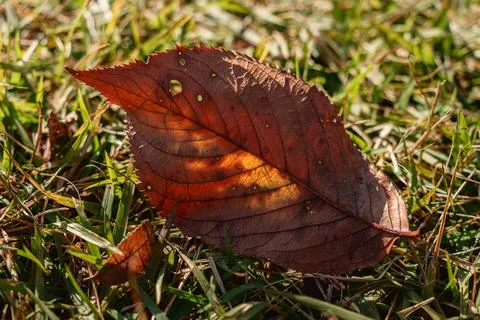 Backlit red autumn leaf on green grass Stock Photos