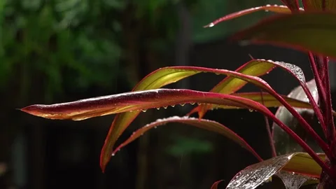 Backlit red foliage with luminous edges Stock Footage 320574677