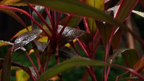Backlit red foliage with luminous edges Stock-Footage 320574678