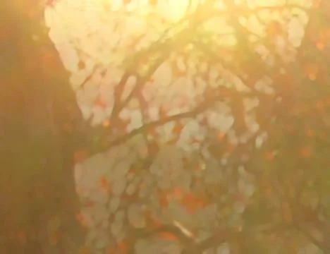 Backlit red leaves Backlit red leaves in sun drenched landscape, digital p... Stock Photos