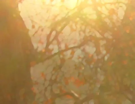 Backlit red leaves Illustrazione stock