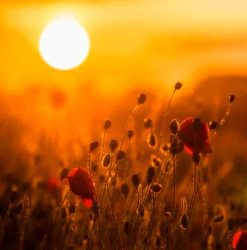 Backlit Red Poppies Stock Photos