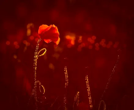 Backlit Red Poppies Stock Photos