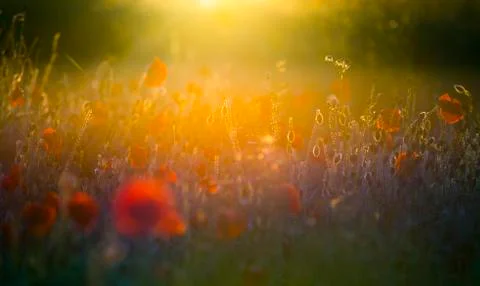 Backlit Red Poppies Foto stock