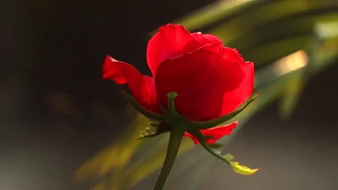 Backlit Red Rose Flower with Soft Cinematic Light Stock Footage 325715954