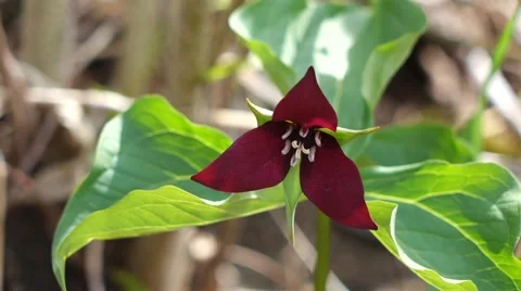 Backlit Red Trillium in Breeze Video stock 53848391