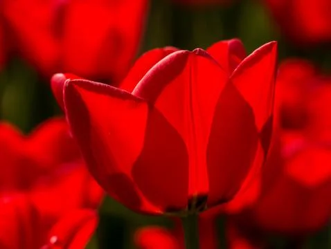 Backlit red tulip Stock Photos
