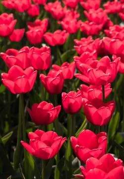Backlit red tulips Stockfoto's