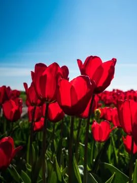 Backlit red tulips Foto stock