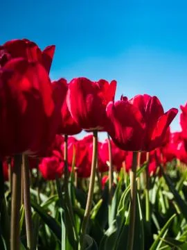 Backlit red tulips Stock Photos