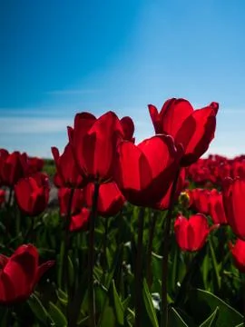Backlit red tulips Stock Photos