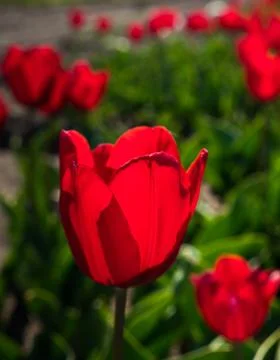 Backlit red tulips Stock Photos