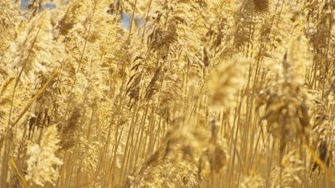 Backlit Reed Grass Creating Soft Natural Background Stockbeeldmateriaal 325760548