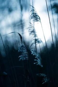 Backlit reeds in cold light Foto stock