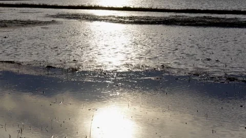 Backlit Rice Field After Planting at Sunset in Shizuoka, Japan Stock Footage 336444623