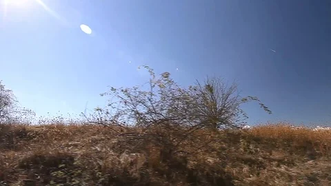 Backlit Roadside Vegetation to Plain Field Travel Motion Background Stock Footage 112122449