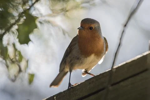 Backlit Robin Foto stock