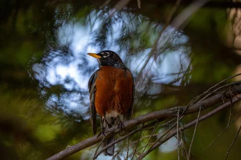 Backlit Robin Foto stock