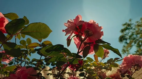 Backlit rose moves in the wind Stock Footage 130051538