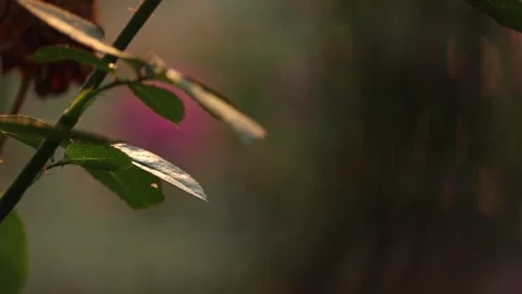 Backlit Rose Stem and Leaves with Warm Soft Bokeh Video stock 325716049