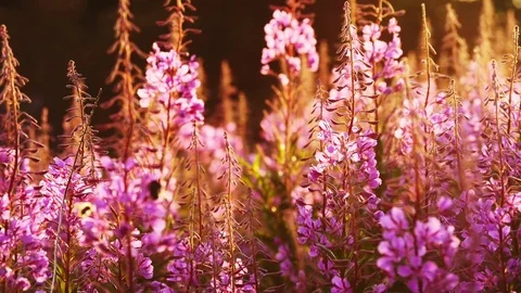 Backlit Rosebay Willowherb or Fireweed swaying in the wind at sunset Stock Footage 71102420
