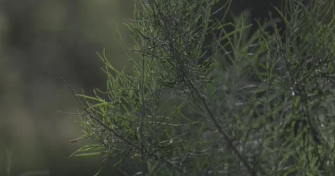 Backlit rubber rabbitbrush in soft diffused light with shallow depth of field Stock Footage 334872829