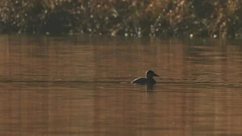 Backlit Ruddy Ducks Diving and Emerging on Pond Video stock 297639864