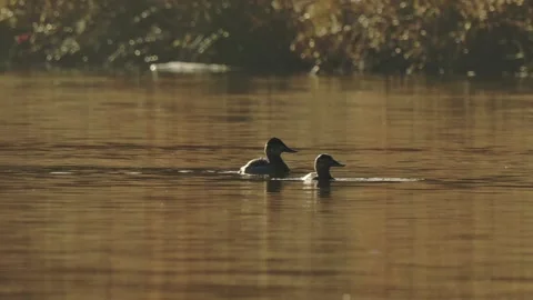 Backlit Ruddy Ducks Emerging and Diving on Pond Stock Footage 297639862