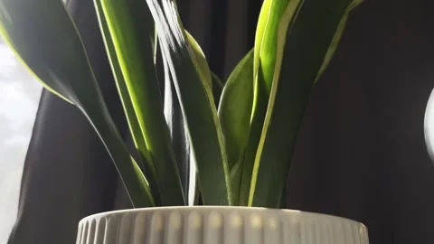 Backlit sansevieria foliage crowns fluted ceramic pot evoking serene minimalist  스톡 동영상 333691036