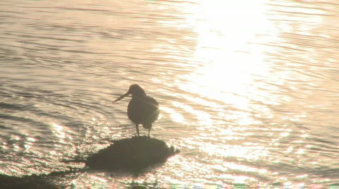 Backlit sea bird Stock Footage 481082