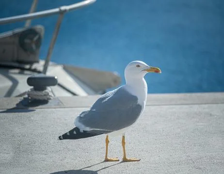 Backlit seagull on the pier Stock Photos